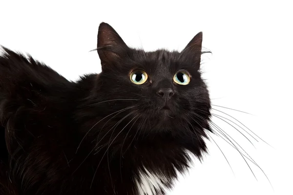 Retrato de um gato preto — Fotografia de Stock