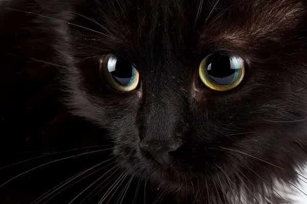 Olhos de um gato preto — Fotografia de Stock