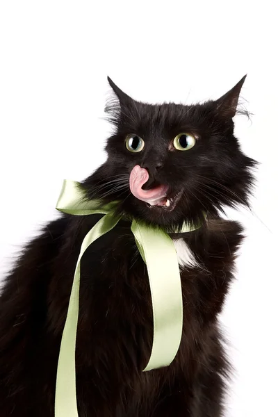 Retrato de um gato preto com uma fita verde — Fotografia de Stock