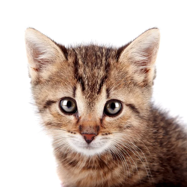 Portrait of a striped kitten — Stock Photo, Image