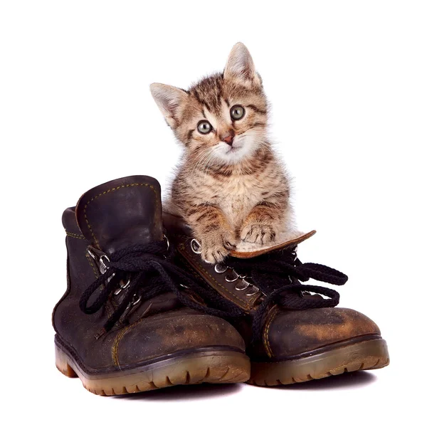 Kitten en laarzen — Stockfoto