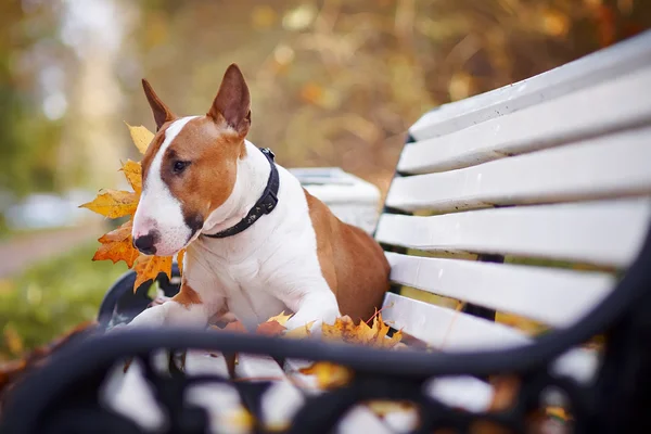 Красный Бык Собака породы терьер лежит на скамейке — стоковое фото