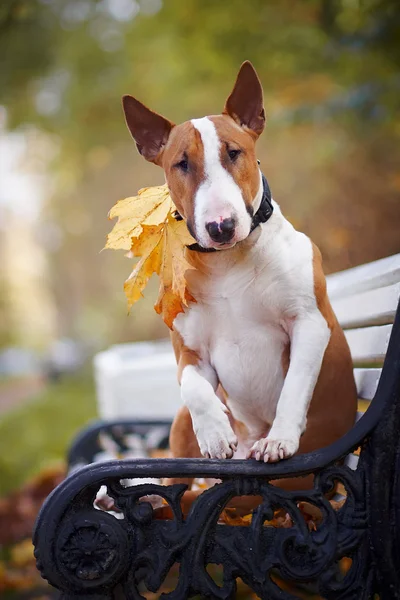 The red bull terrier sits on a bench — Stock Photo, Image