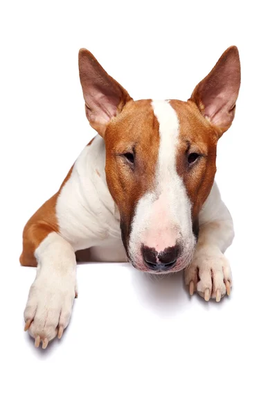 Portrait of a bull terrier — Stock Photo, Image
