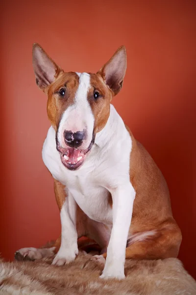 Bull terrier sobre un fondo rojo — Foto de Stock