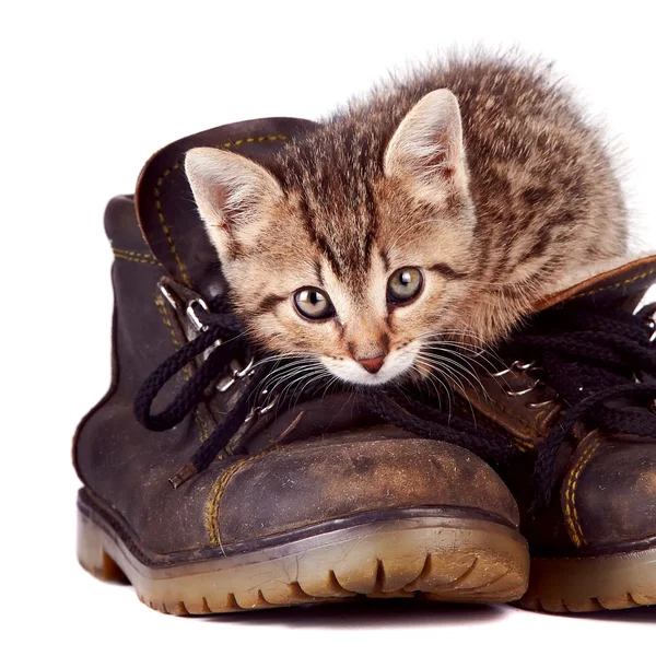 Kitten and boots — Stock Photo, Image