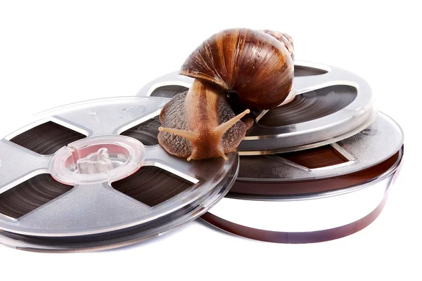 The snail creeps on a recorder tape — Stock Photo, Image