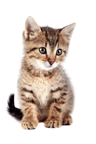 De gestreepte kitten — Stockfoto