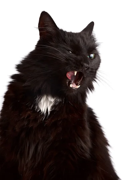 The blinked licking lips cat — Stock Photo, Image