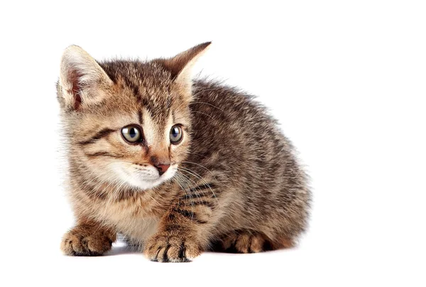 Scared striped kitten — Stock Photo, Image