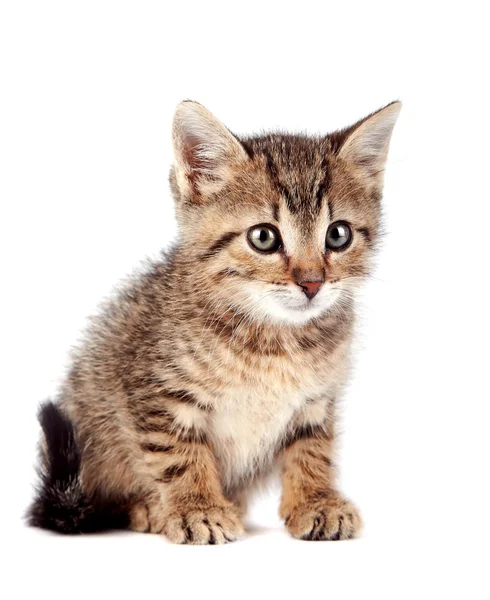 The striped kitten Royalty Free Stock Images