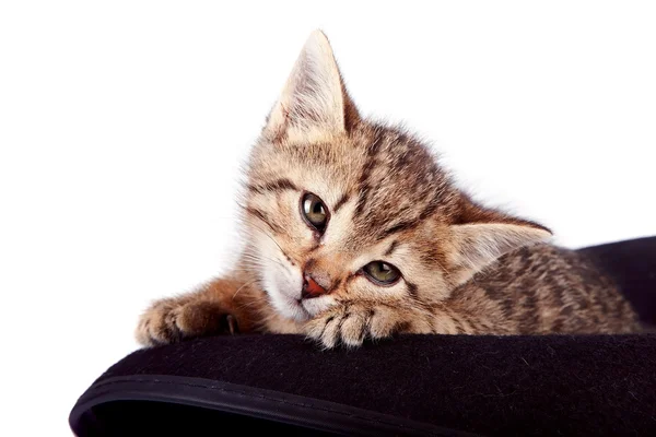 Het kitten in een hoed — Stockfoto