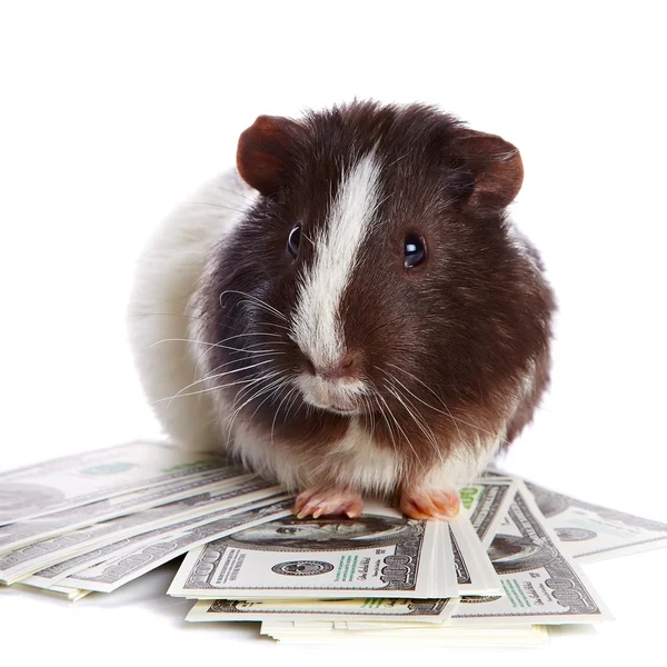 Guinea pig and dollars — Stock Photo, Image
