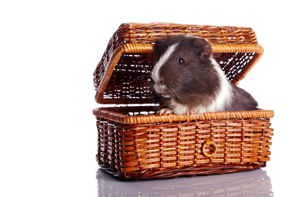 几内亚猪在 wattled 的篮子里 — 图库照片