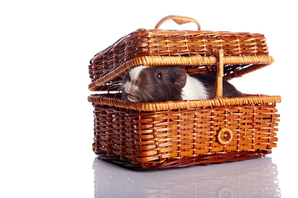 Guinea pig in a wattled basket — Stock Photo, Image