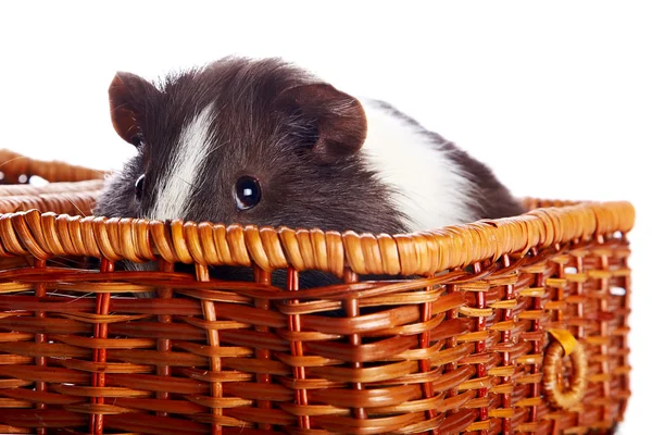 Portrait of a guinea pig in a basket — Stock Photo, Image