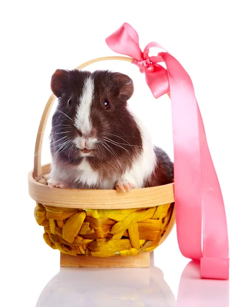 Cavia in un cesto con un nastro — Foto Stock