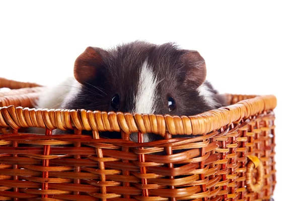 Portrait d'un cobaye dans un panier ondulé — Photo