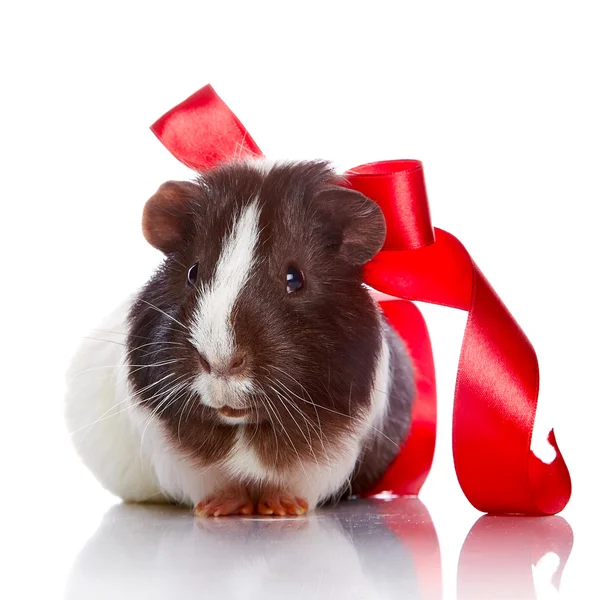 Guinea pig with a tape and a sphere — Stock Photo, Image