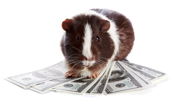 Guinea pig and dollars — Stock Photo, Image