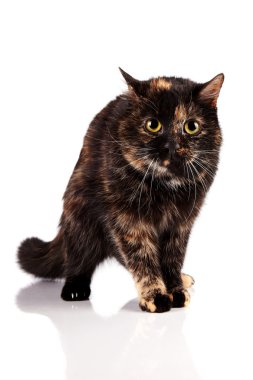 Kızgın kedi.