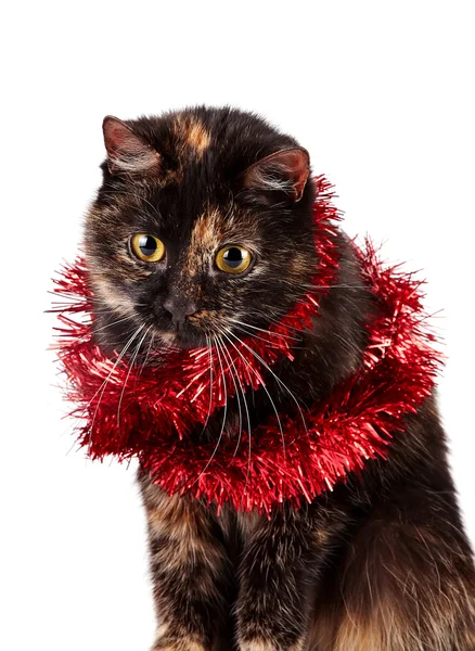 Portrait of a festive cat — Stock Photo, Image