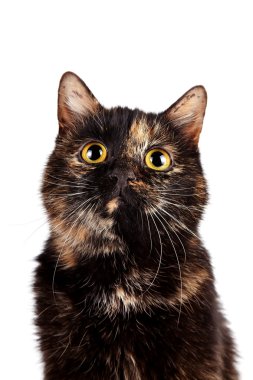 çok renkli bir kedi portresi