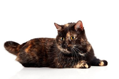 kedi yalanlar