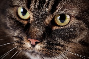 Namlu bir kedi