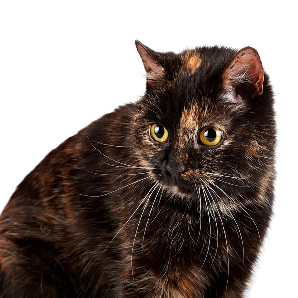 Ritratto di un bel gatto — Foto Stock