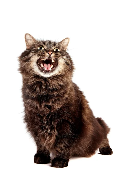 Fluffy mewing cat — Stock Photo, Image