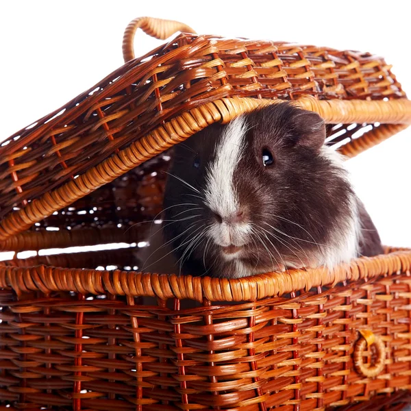 Guinea pig in a wattled basket — Stock Fotó