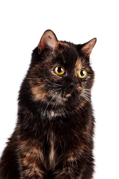 Ritratto di un gatto — Foto Stock