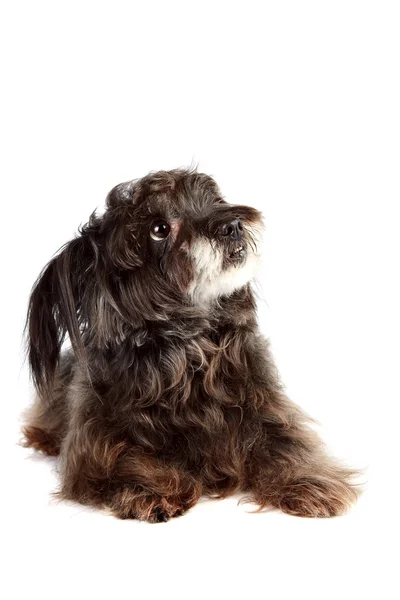 Small shaggy ridiculous mongrel — Stock Photo, Image