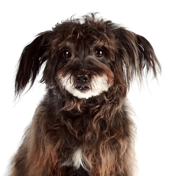 Portret van een kleine shaggy mongrel — Stockfoto