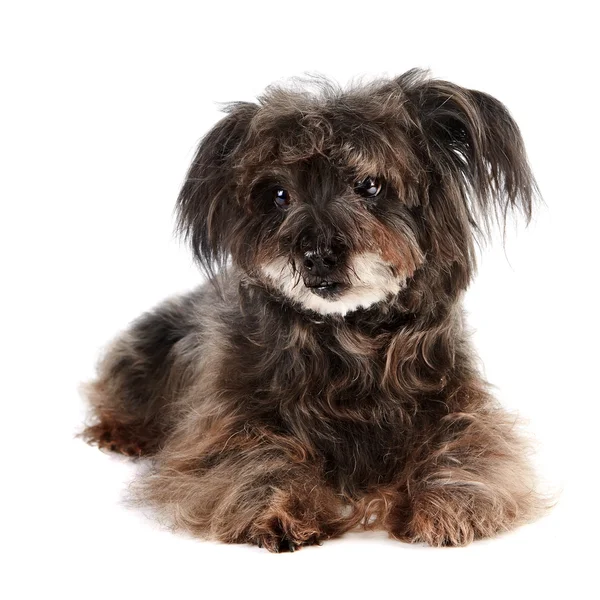 Small shaggy mongrel — Stock Photo, Image