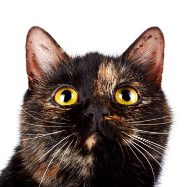 çok renkli bir kedi portresi