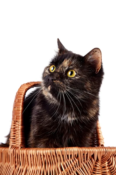 Portrait a cat in a wattled basket — Stock Photo, Image