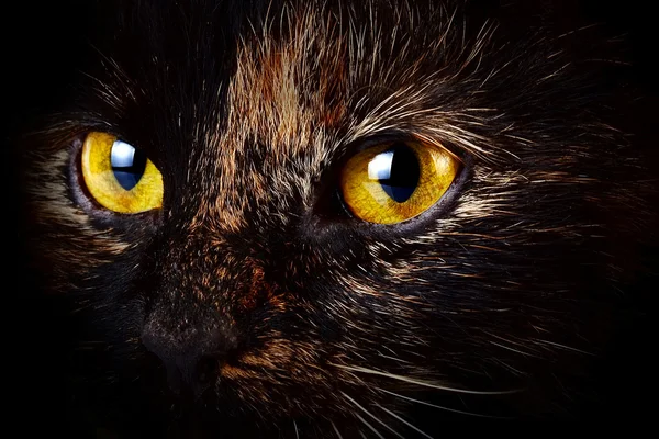 Gato amarelo — Fotografia de Stock