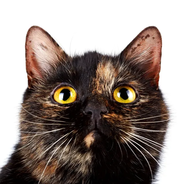 Ritratto di un gatto multicolore — Foto Stock