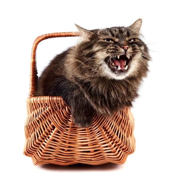 Mewing a fluffy cat in a wattled basket — Stock Photo, Image