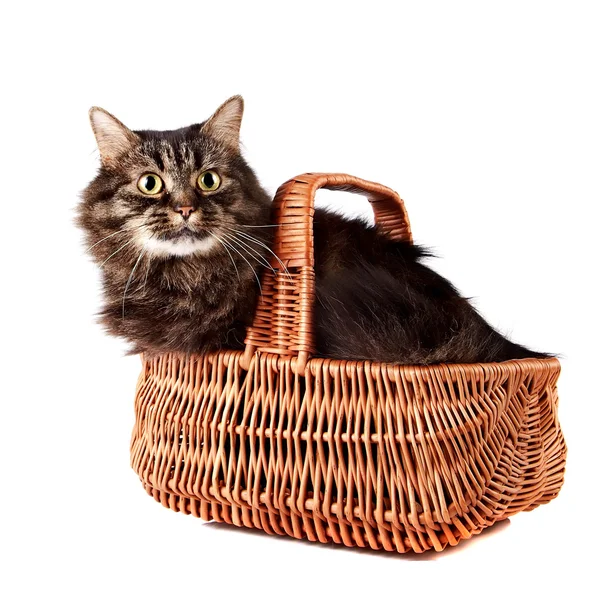 Fluffy cat in a wattled basket — Stock Photo, Image