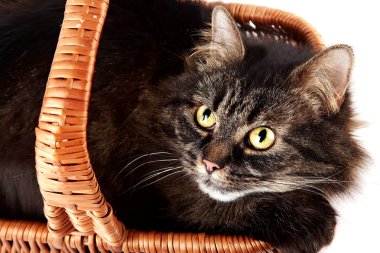 sepet içinde çizgili kedi portresi