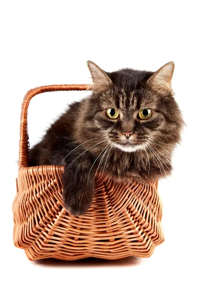 Portrait a fluffy cat in a wattled basket — Stock Photo, Image