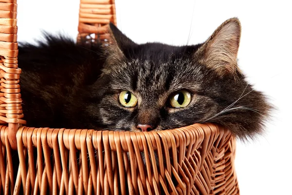 Portrait a cat in a wattled basket — Stock Photo, Image