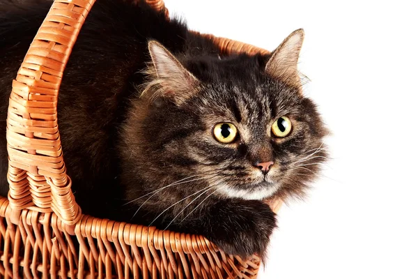 Portret puszysty pasiasty kota w kosz — Zdjęcie stockowe