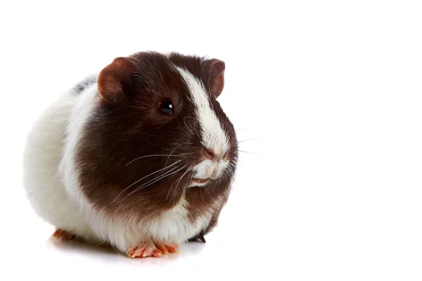 Guinea pigs — Stock Photo, Image