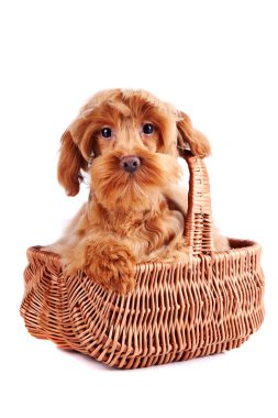 sepet içinde dekoratif köpek.