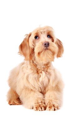 Dekoratif bej köpek