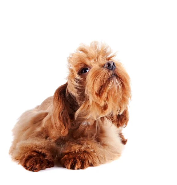 The decorative red dog looks up — Stock Photo, Image